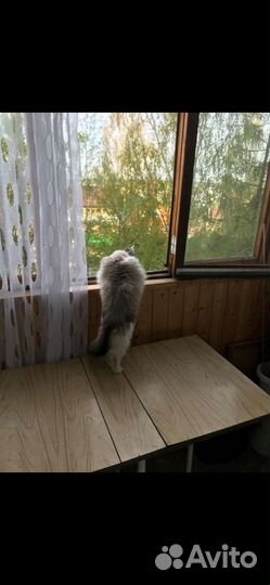 Кошка в дар