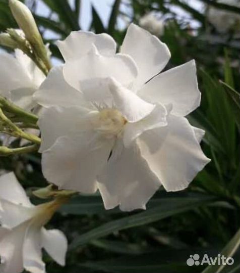 Олеандр белый махровый