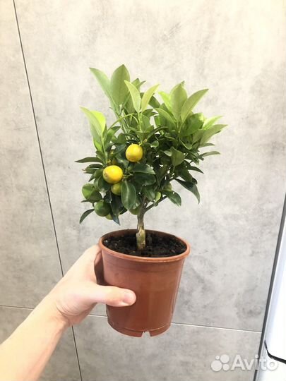 Дерево мандариновое