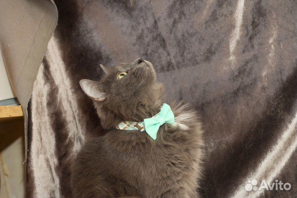 Пушистая Стелла