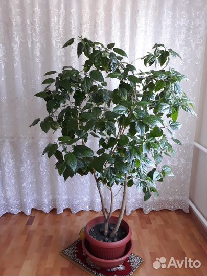 Продам комнатные растения