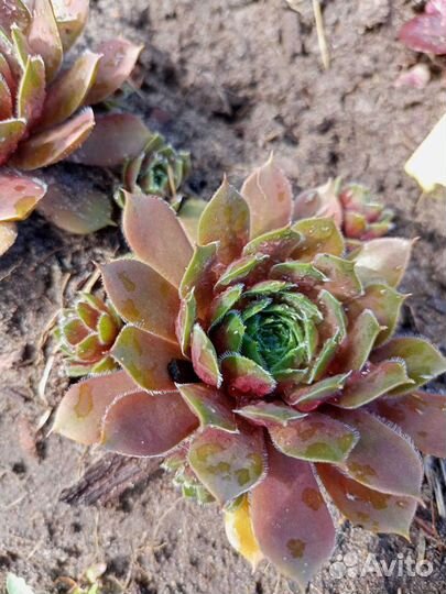 Молодило на альпийскую горку