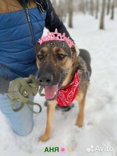 Нежная Собака Берта ищет дом