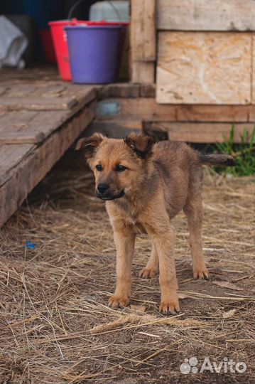 Щенок в добрые руки