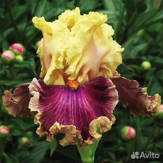 Предлагаю сортовые бородатые ирисы