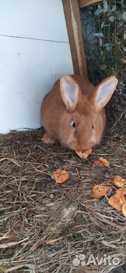 Кролики новозеландские