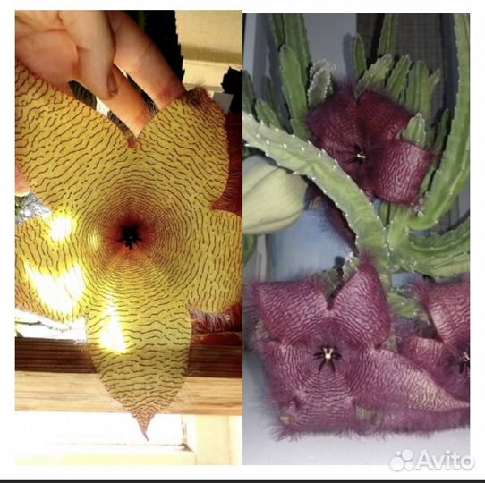 Stapelia grandiflora/gigantea