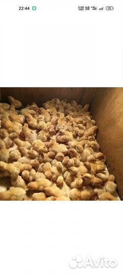 Перепела суточные