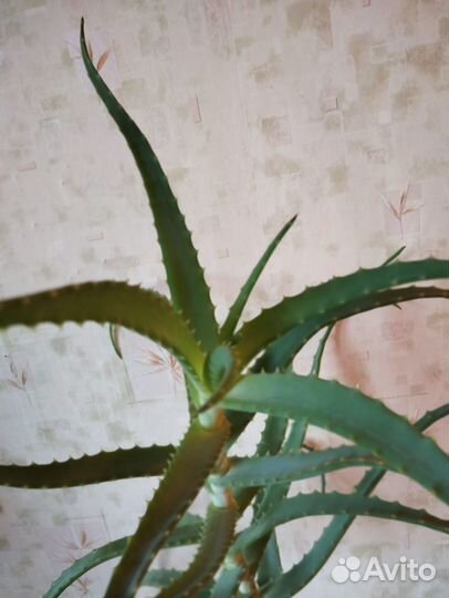 Алоэ лечебный