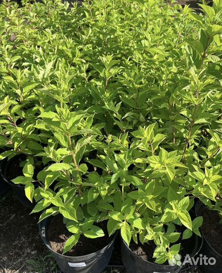 Гортензий метельчатые