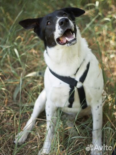 Любитель поцелуев ищет дом