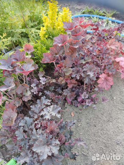 Многолетники, кустарники, плодовые