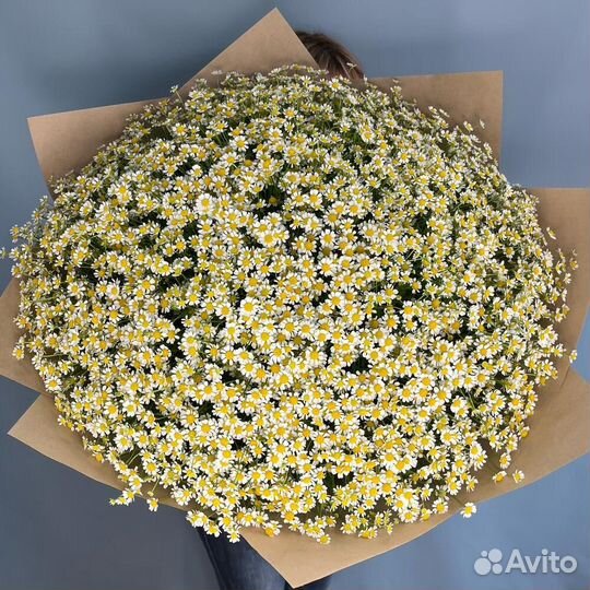 Ромашки оптом