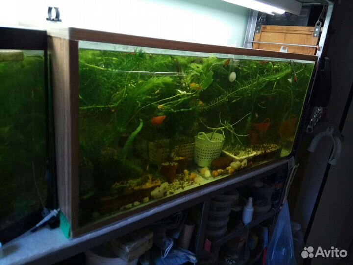 Аквариум
