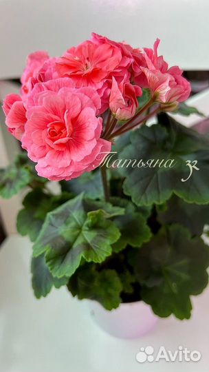 Пеларгонии сортовые
