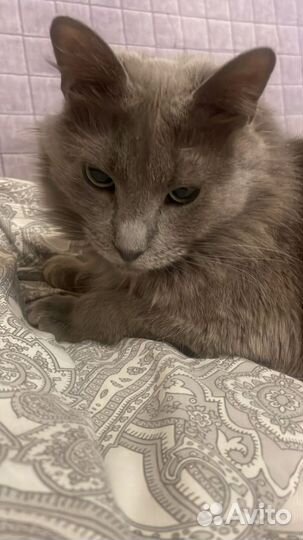 Молодая кошечка, ласкуша, в добрые руки