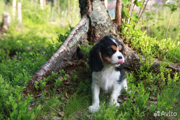 Кавалер кинг чарльз спаниель девочка
