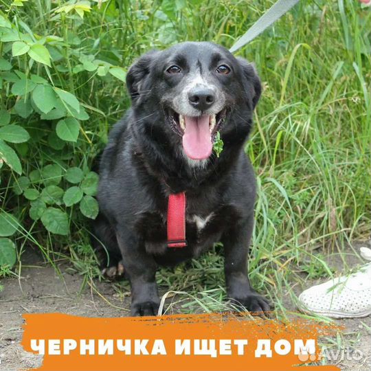 Стерилизованная собачка Черничка