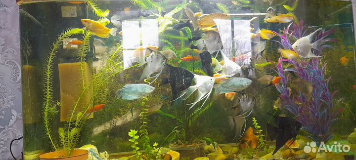 Аквариумные рыбки