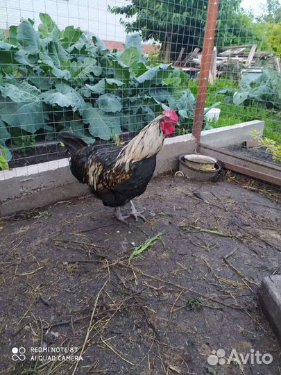 Петух орпингтон