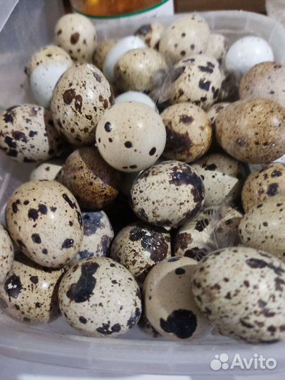 Перепёлки и перепелиные яйца