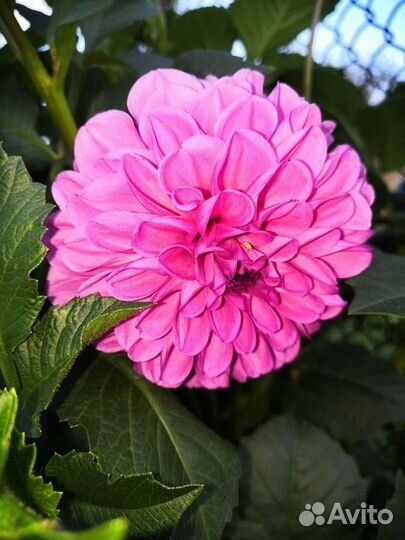 Георгины клубни