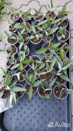 Каланхоэ лечебное