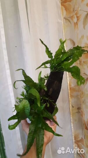 Аквариумное растение, водоросли аквариум