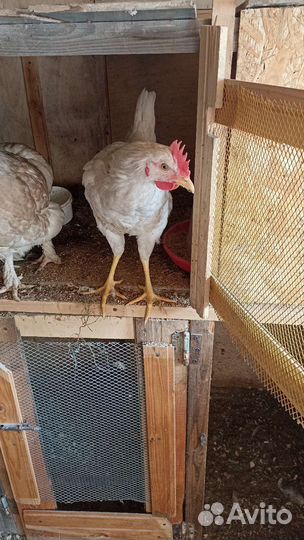 Молодые петухи