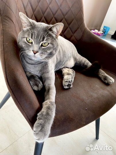 Стрижка котов и кошек без наркоза