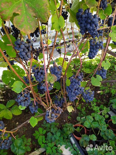 Саженцы винограда