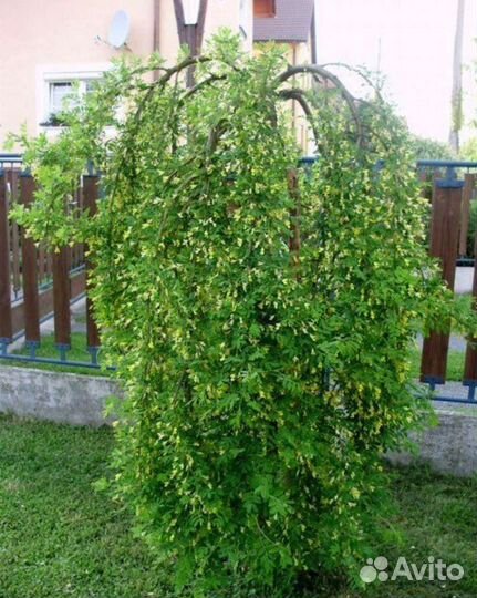 Карагана Уолкер пендула