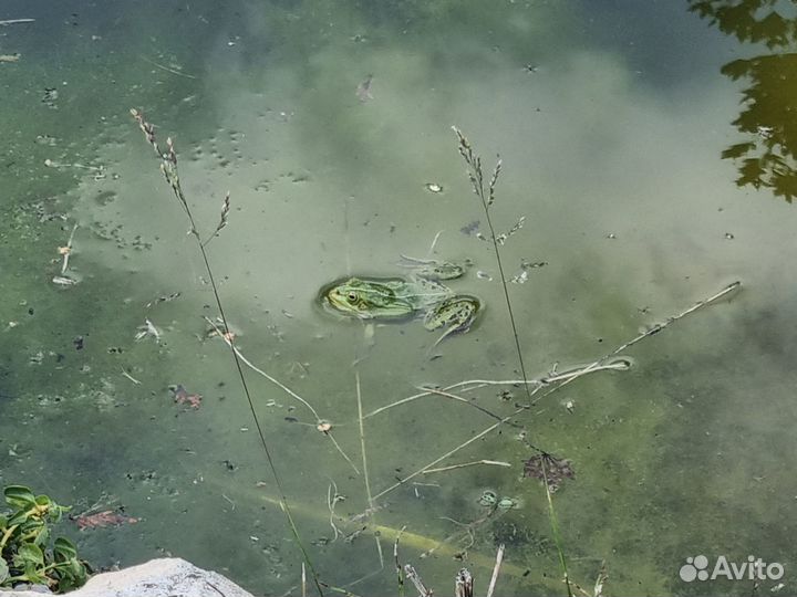 Скутер
