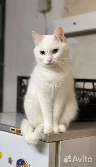 Блонди в добрые руки