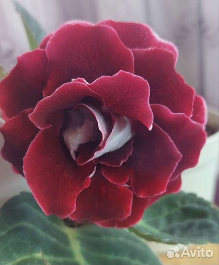 Глоксинии сортовые