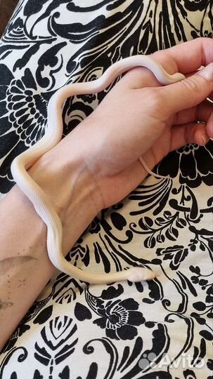 Белая змея обсолета леуцист