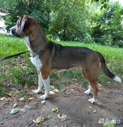 Бигль метис