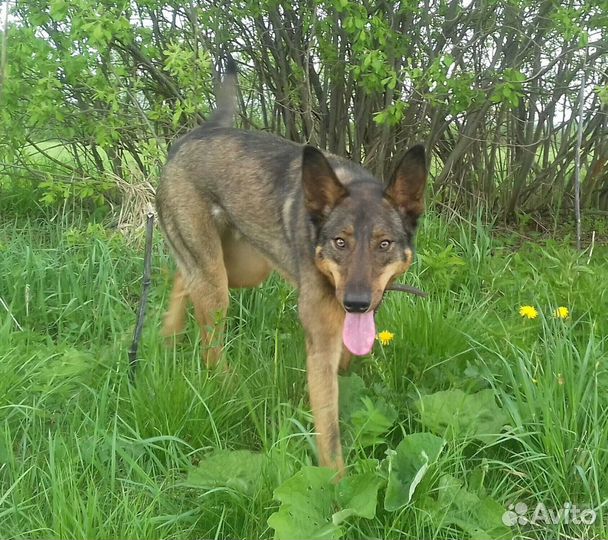 Лопоухий Бантик