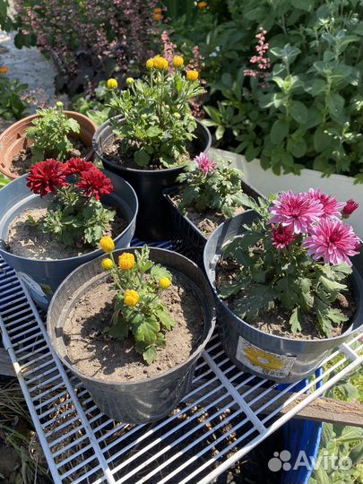 Хризантемы мультифлора