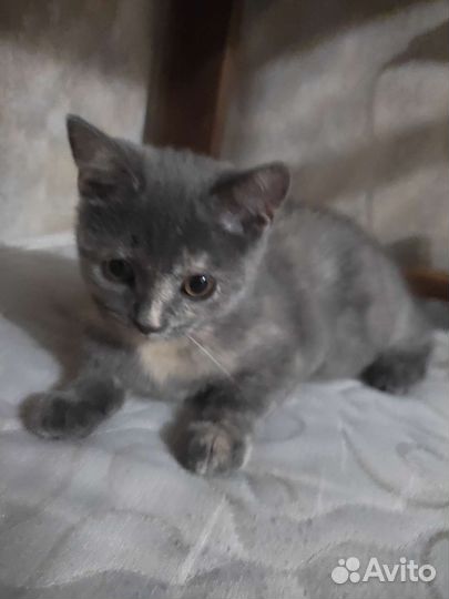 Отдаем котенка в добрые руки