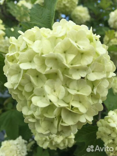 Калина бульденеж