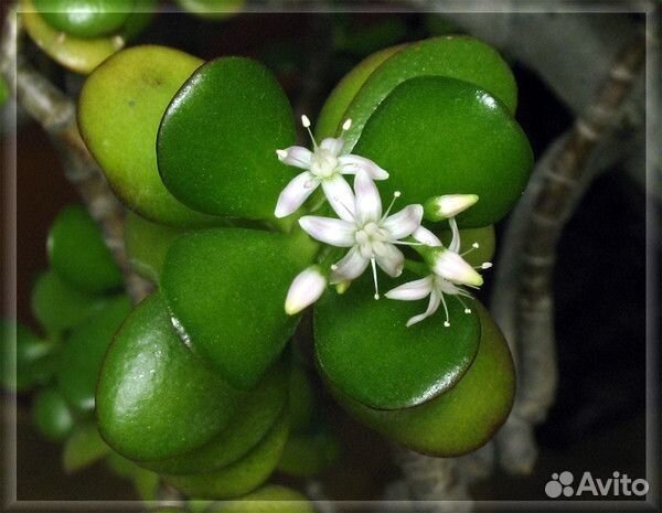 Денежное дерево (оно же толстянка)
