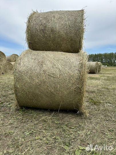 Зерно, сено 2023 г