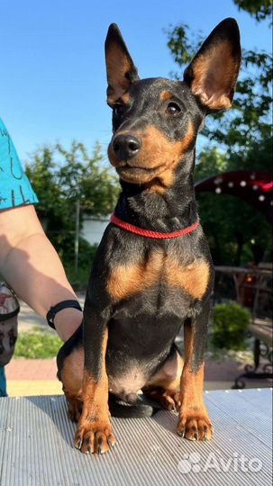 Цвергпинчер мальчик