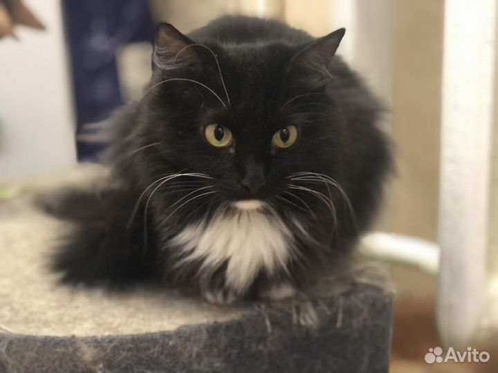 Бонечка ищет дом