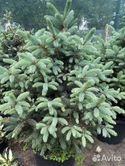 Голубые Ели