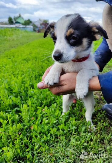 Маленькая собака щенок