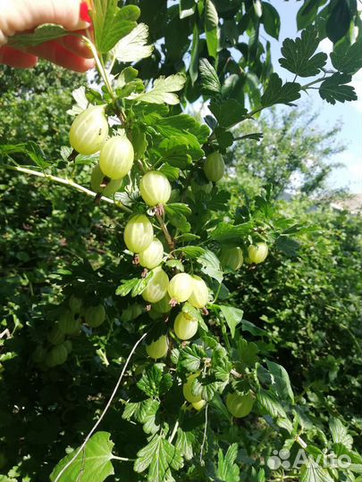 Смородина (йошта), крыжовник