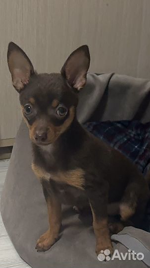 Русский той девочка