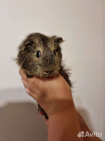 Морские свинки